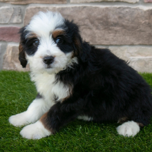 Puppy