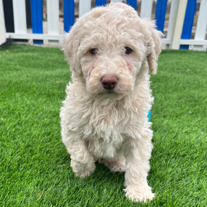 Goldendoodle Puppy Rex