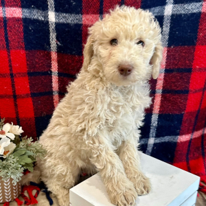 Goldendoodle Puppy Rex