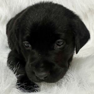 Labrador Retriever Puppy Otto