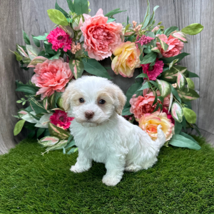 Havanese Puppy Ryan