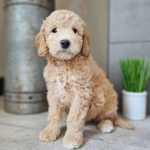 Goldendoodle Puppy Begonia