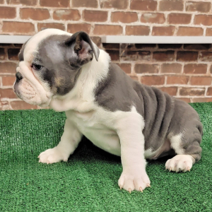 Bulldog Puppy Tulsa King