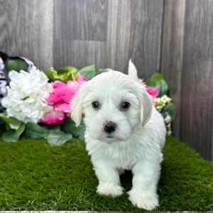 Havanese Puppy Dakota