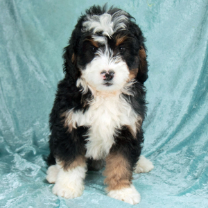 Bernedoodle Puppy Jackson