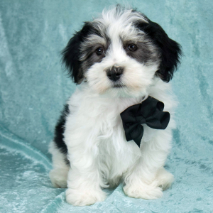 Havanese Puppy Isaac