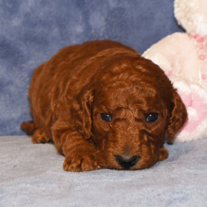 Poodle Puppy Elisa