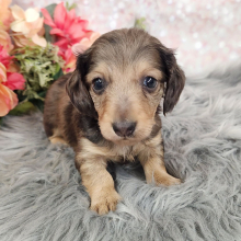 Dachshund Puppy Tupelo
