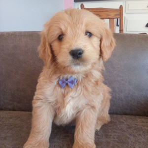 Goldendoodle Puppy Jonah