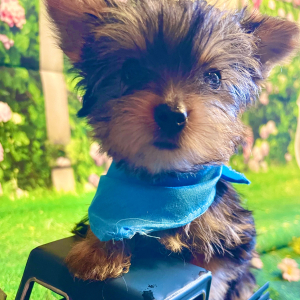 Yorkshire Terrier Puppy Toby