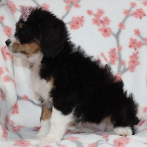 Bernedoodle Puppy Hazel