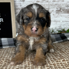 Puppy