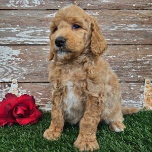 Goldendoodle Puppy Emma
