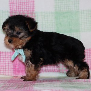 Yorkiepoo Puppy Finley
