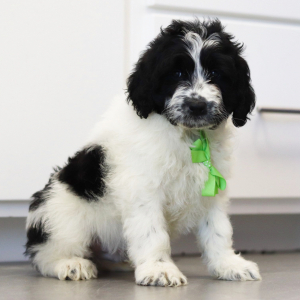 Portuguese Water Dog Puppy Cooper