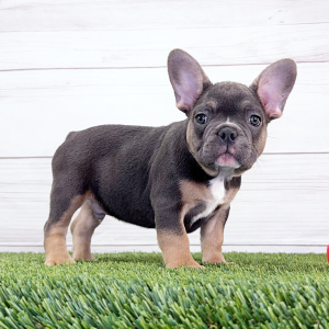 French Bulldog Puppy Gus