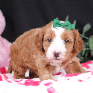 Goldendoodle Puppy Mandy