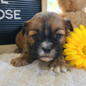 Shorkie Puppy Rose