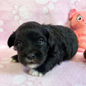Maltipoo Puppy Bonnie