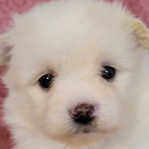Maltipom Puppy Patty