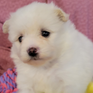 Maltipom Puppy Patty