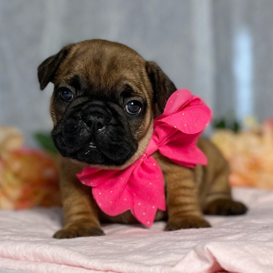 French Bulldog Puppy Jazz