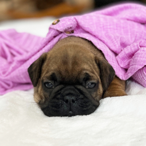 French Bulldog Puppy Jazz