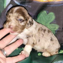 Puppy