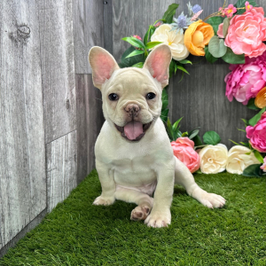 French Bulldog Puppy Chip