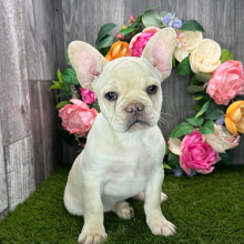 Puppy