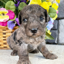 Goldendoodle Puppy Maxwell