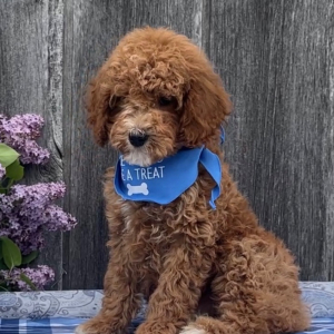 Goldendoodle Puppy Tipster