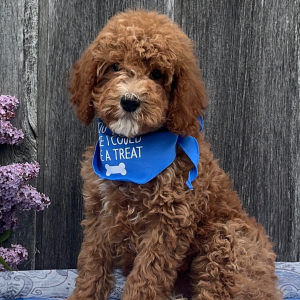 Goldendoodle Puppy Tipster