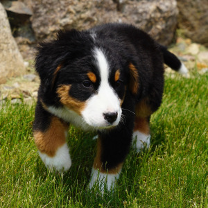 Bernese Mountain Dog Puppy Kesia