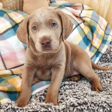 Labrador Retriever Puppy Topaz