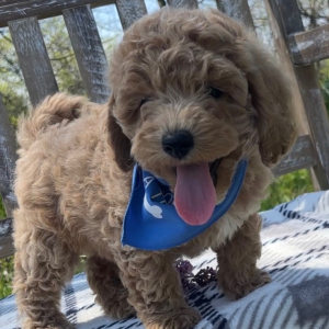 Bichonpoo Puppy Jax
