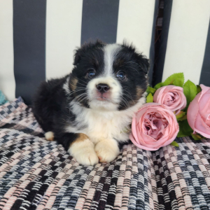Australian Shepherd Puppy Shaylee