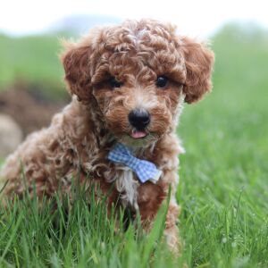 Poodle Puppy Wyatt