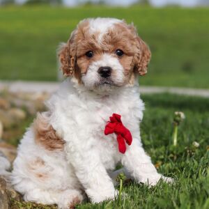 Cavapoo Puppy Anso
