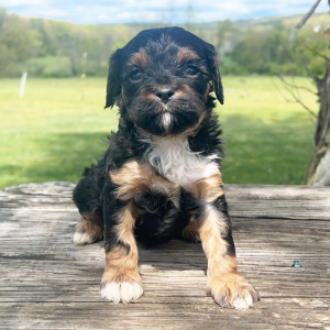 Cavapoo Puppy Tucker