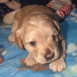 Cockapoo Puppy Bear