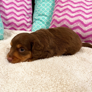 Dachshund Puppy Bernie