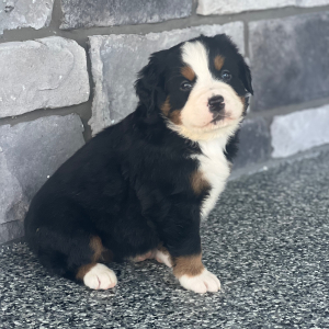 Bernese Mountain Dog Puppy Shenzi