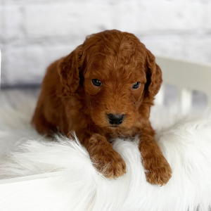 Goldendoodle Puppy Noah