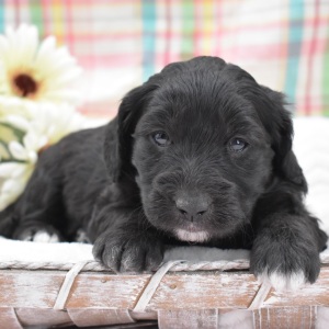 Goldendoodle Puppy Nellie