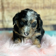 Puppy