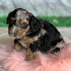 Goldendoodle Puppy Bonnie