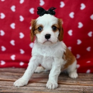 Cavalier King Charles Spaniel Puppy Lainey