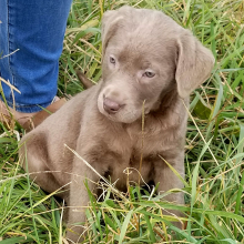 Labrador Retriever puppy for sale Sterling, dog for sale