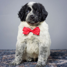 Portuguese Water Dog puppy for sale Carson, dog for sale